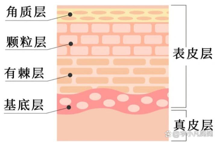 皮肤分为五层图片