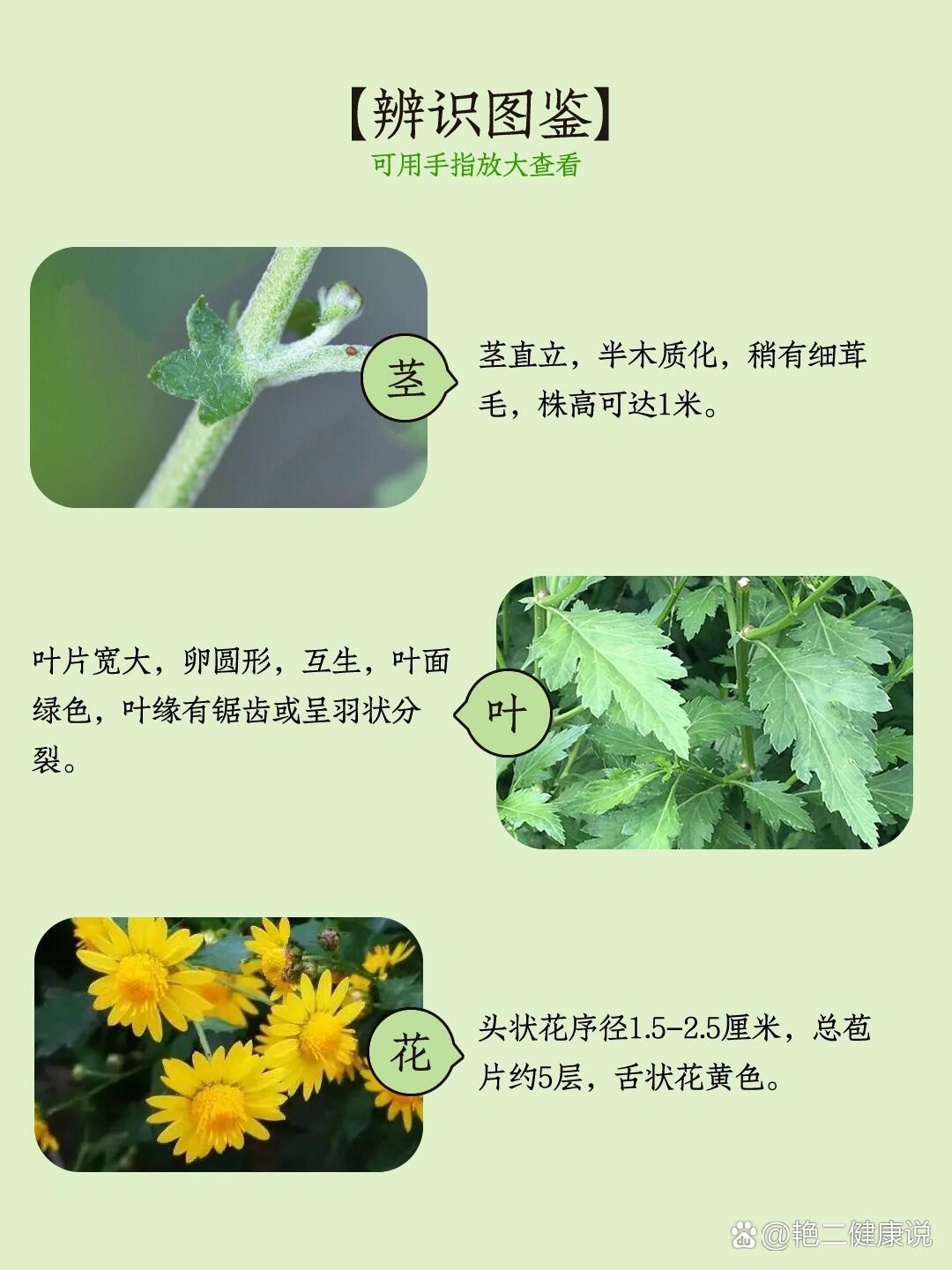 024|菊花脑凉爽清口