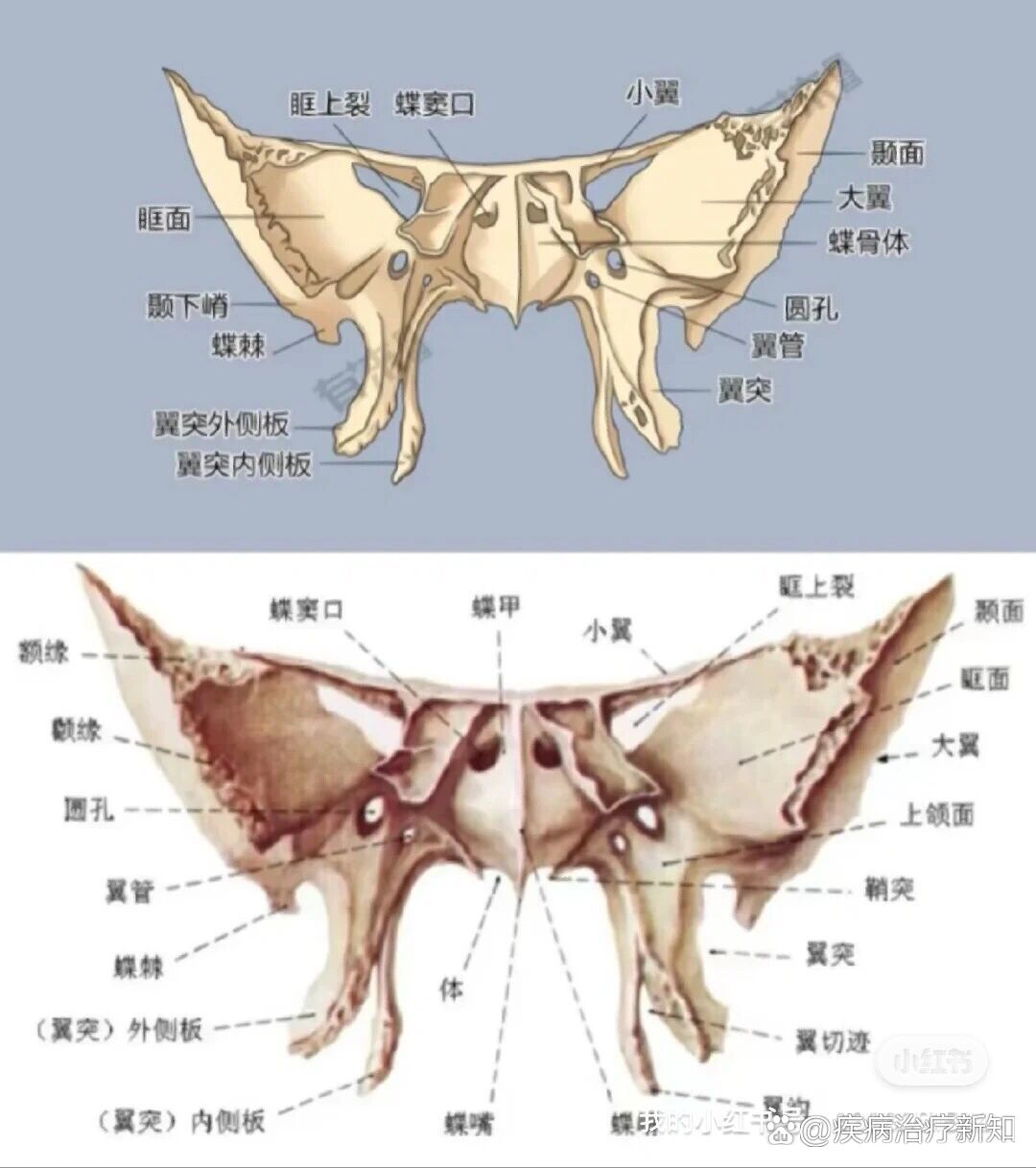 蝶骨?