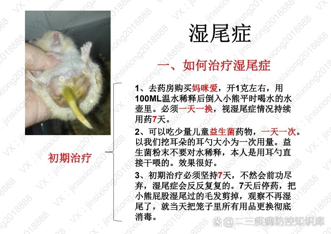 仓鼠金丝熊湿尾症的发现及救治方法建议收藏