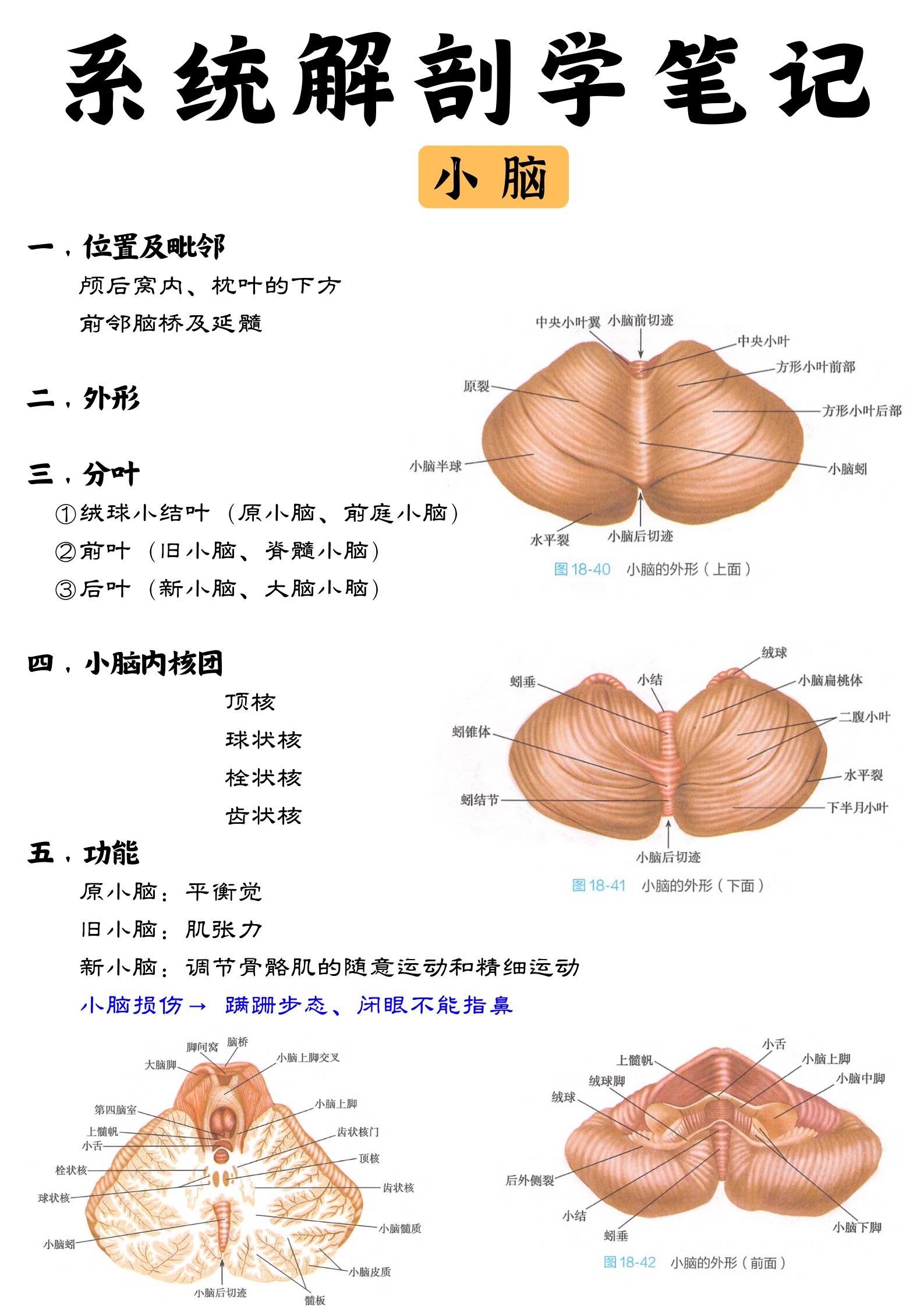 小脑中脚解剖图图片