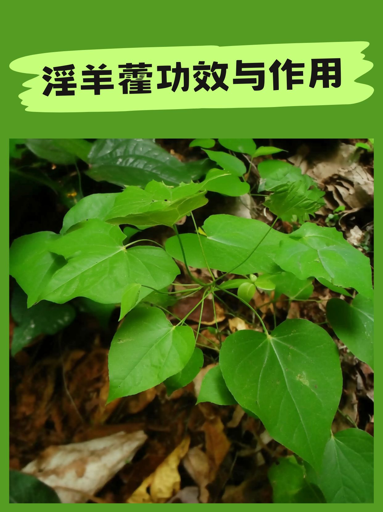 淫羊藿不只补肾壮阳,还能抗衰老,调节神经