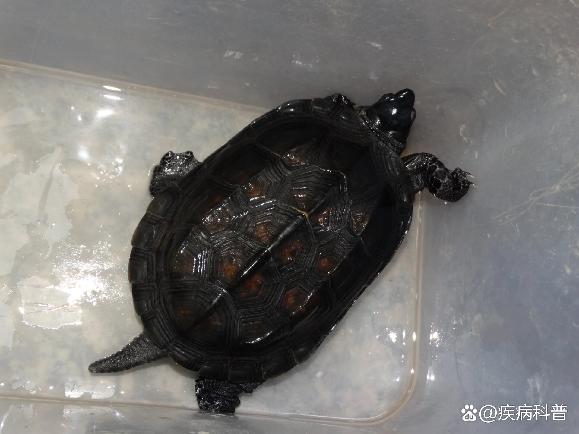 新买的龟简易消毒方法