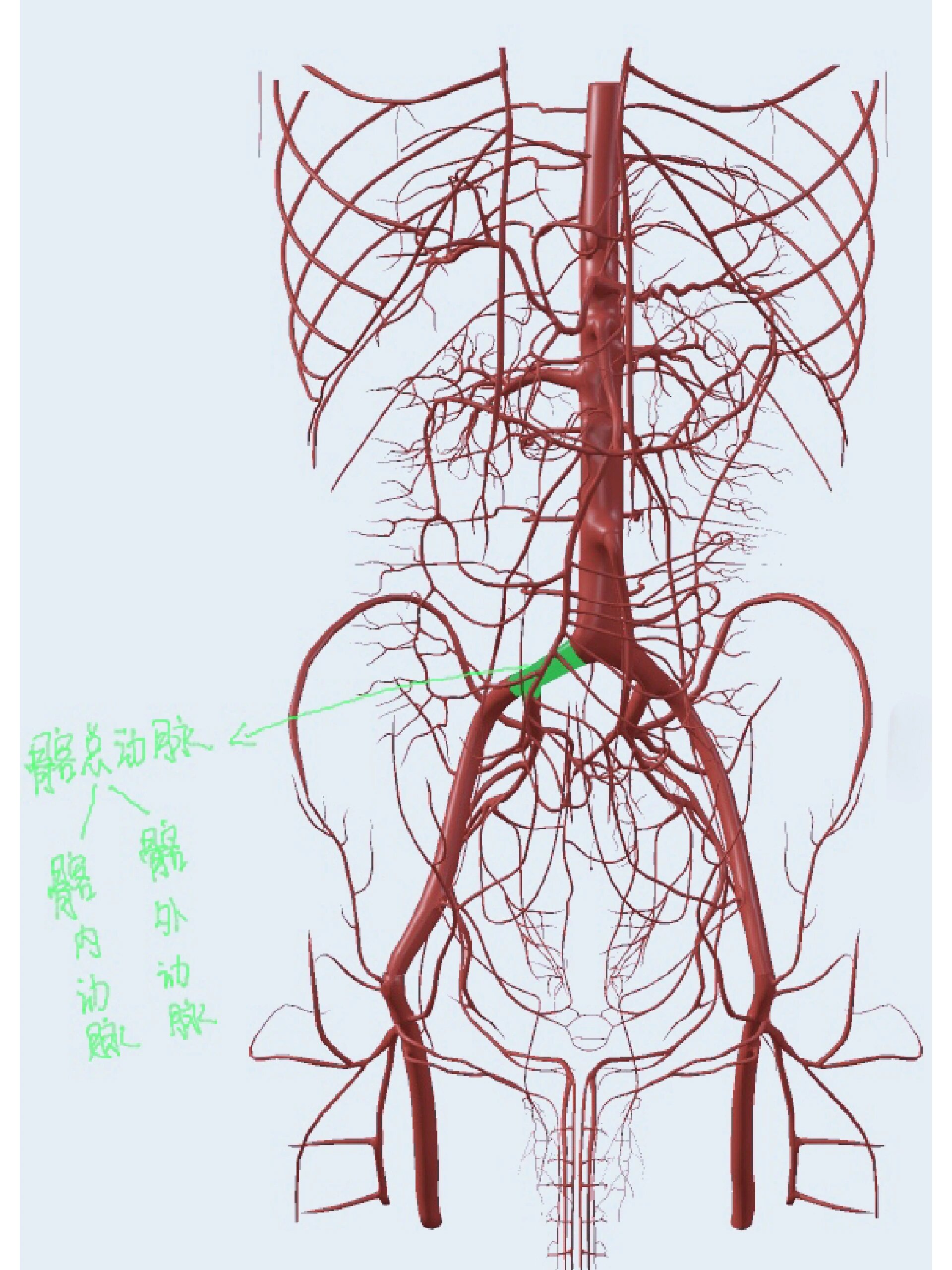 腹部主要动脉分布