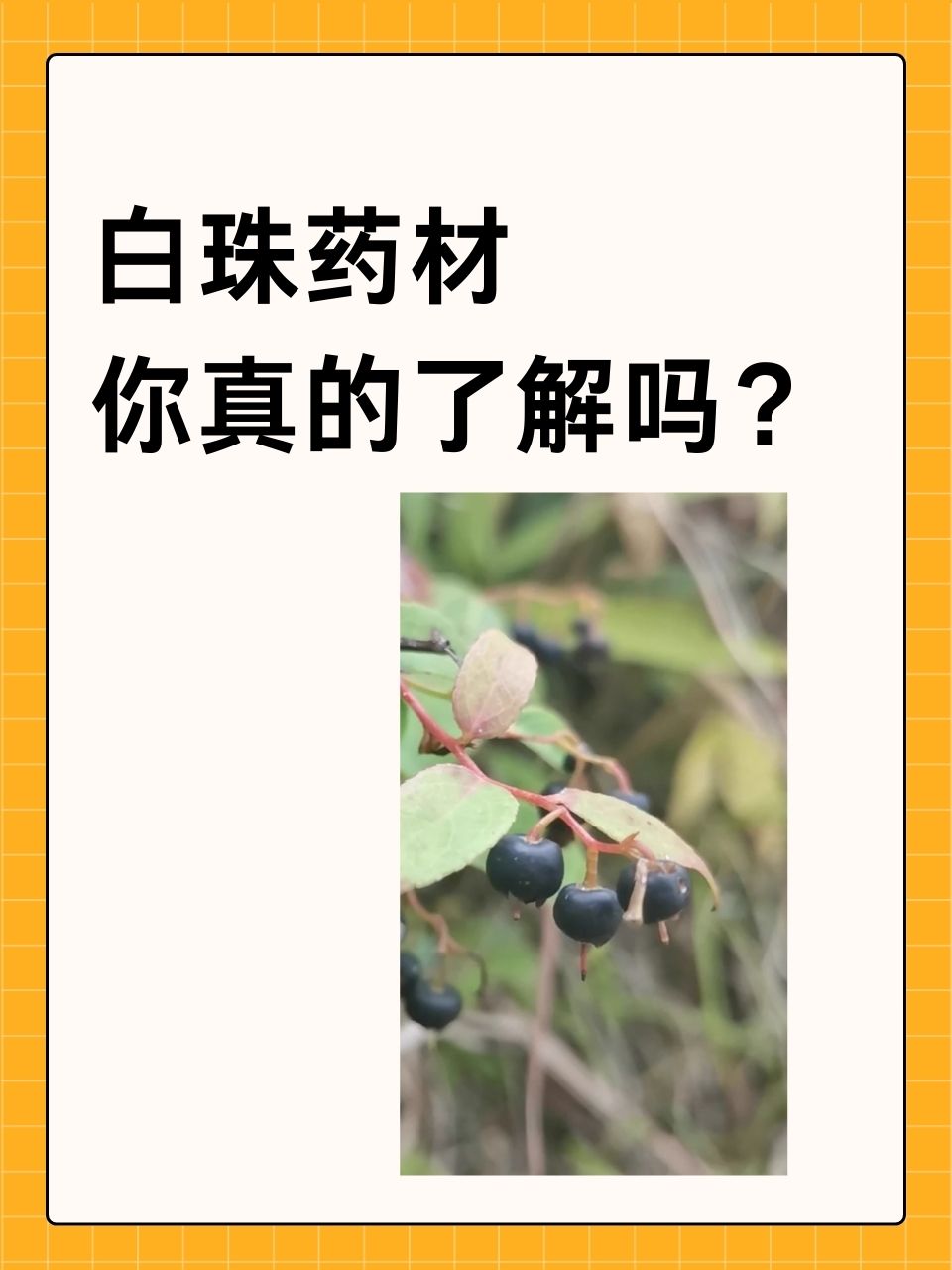 小玉珠药材图片图片