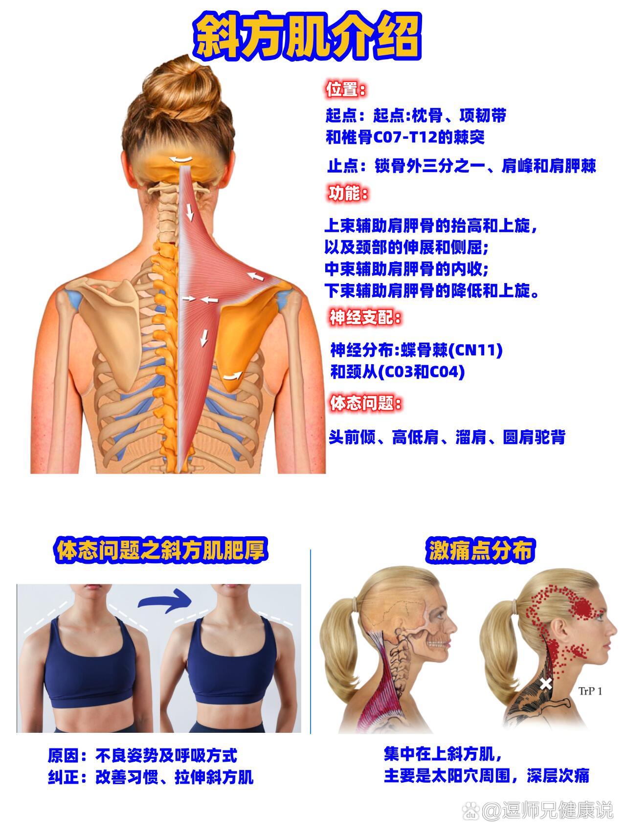斜方肌在哪里图解图片