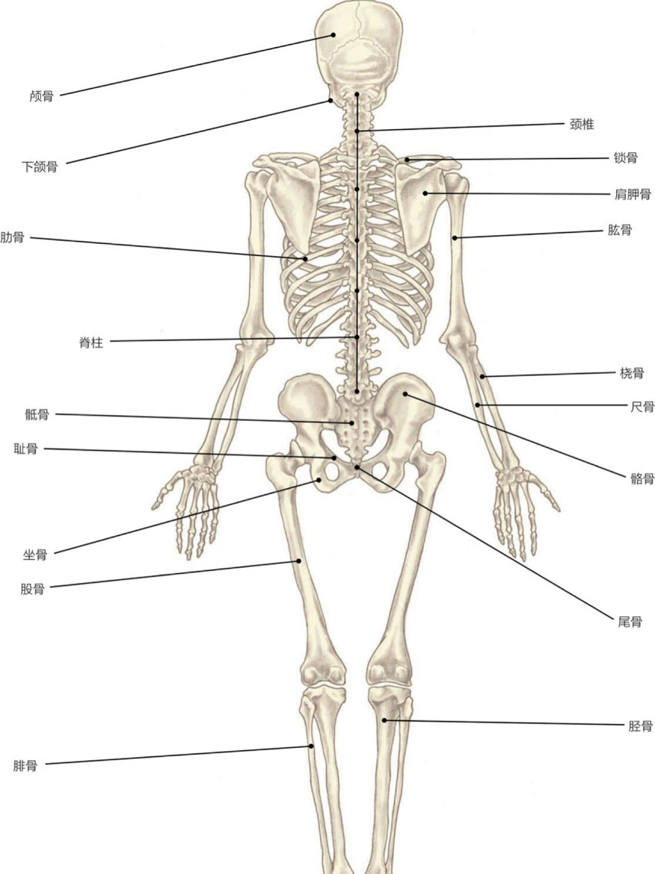 运动解剖【骨骼背面图】