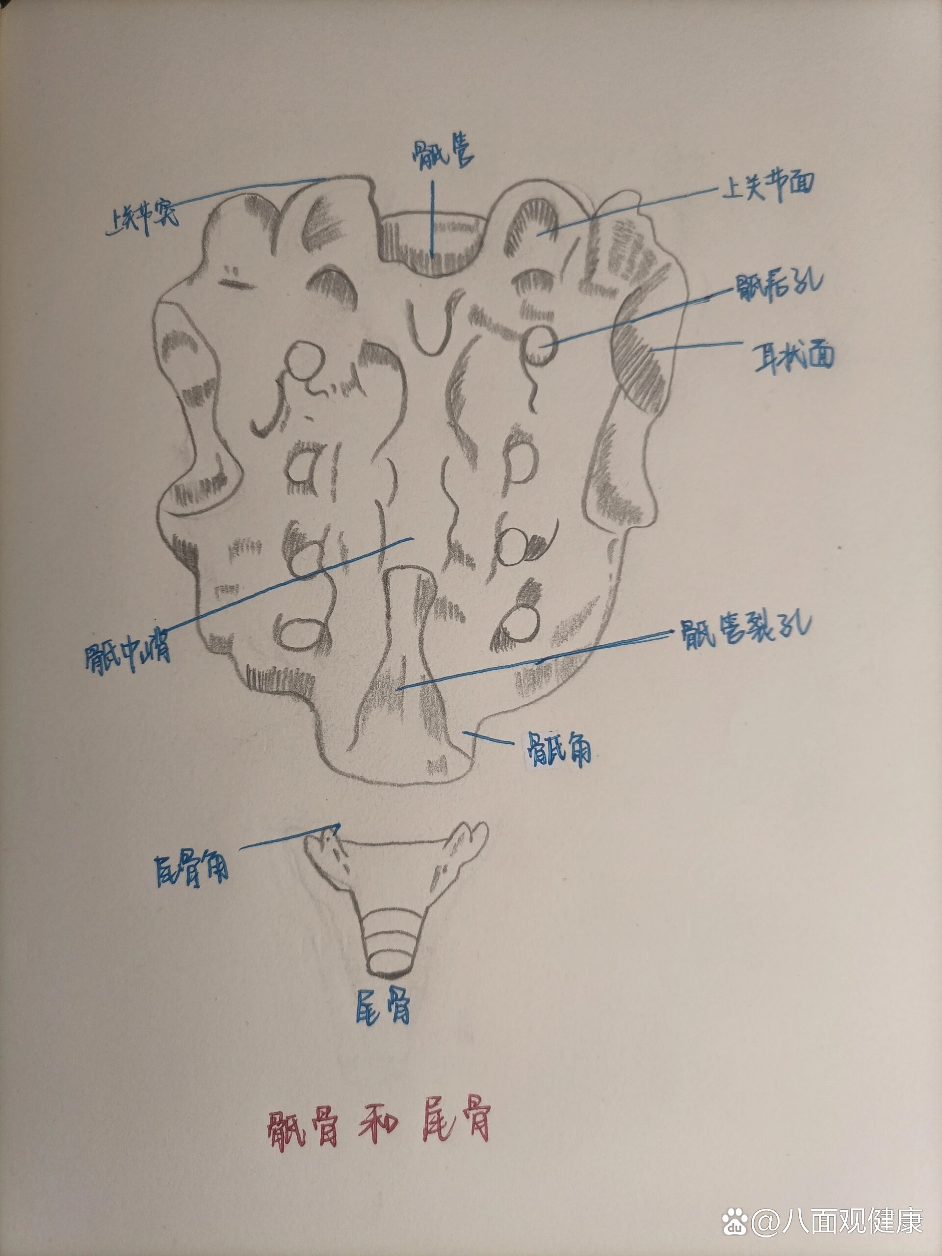 尾骨和臀裂顶点图片