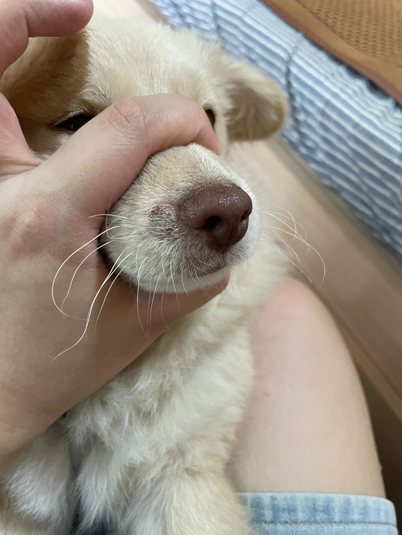 狗子鼻子边上长了个疙瘩
