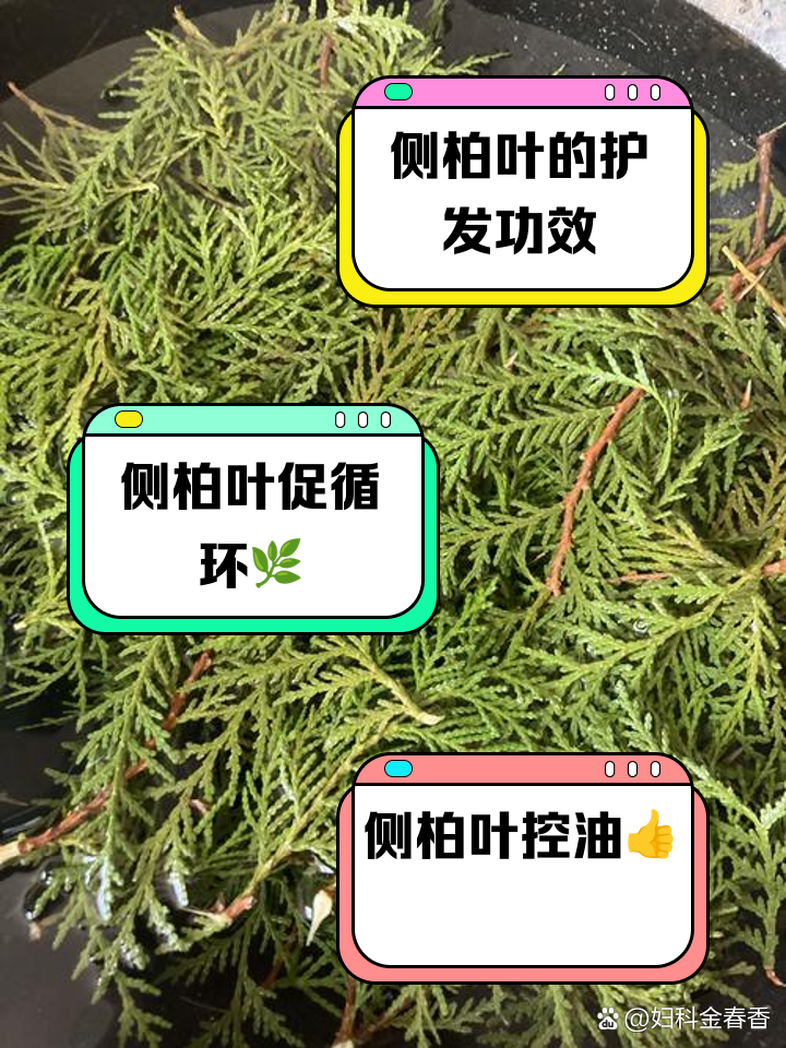 柏树叶洗头的功效与作用