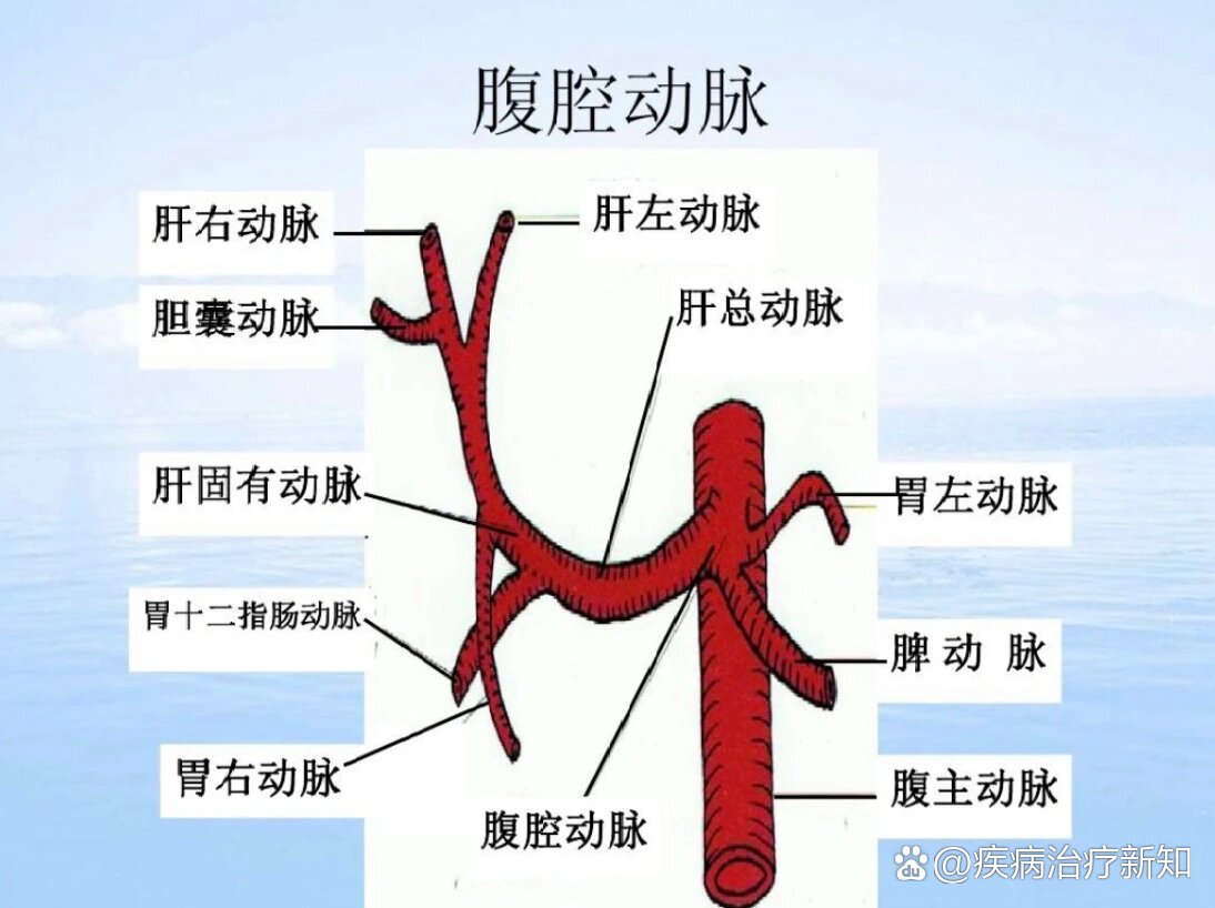 腹腔干的位置及其分支