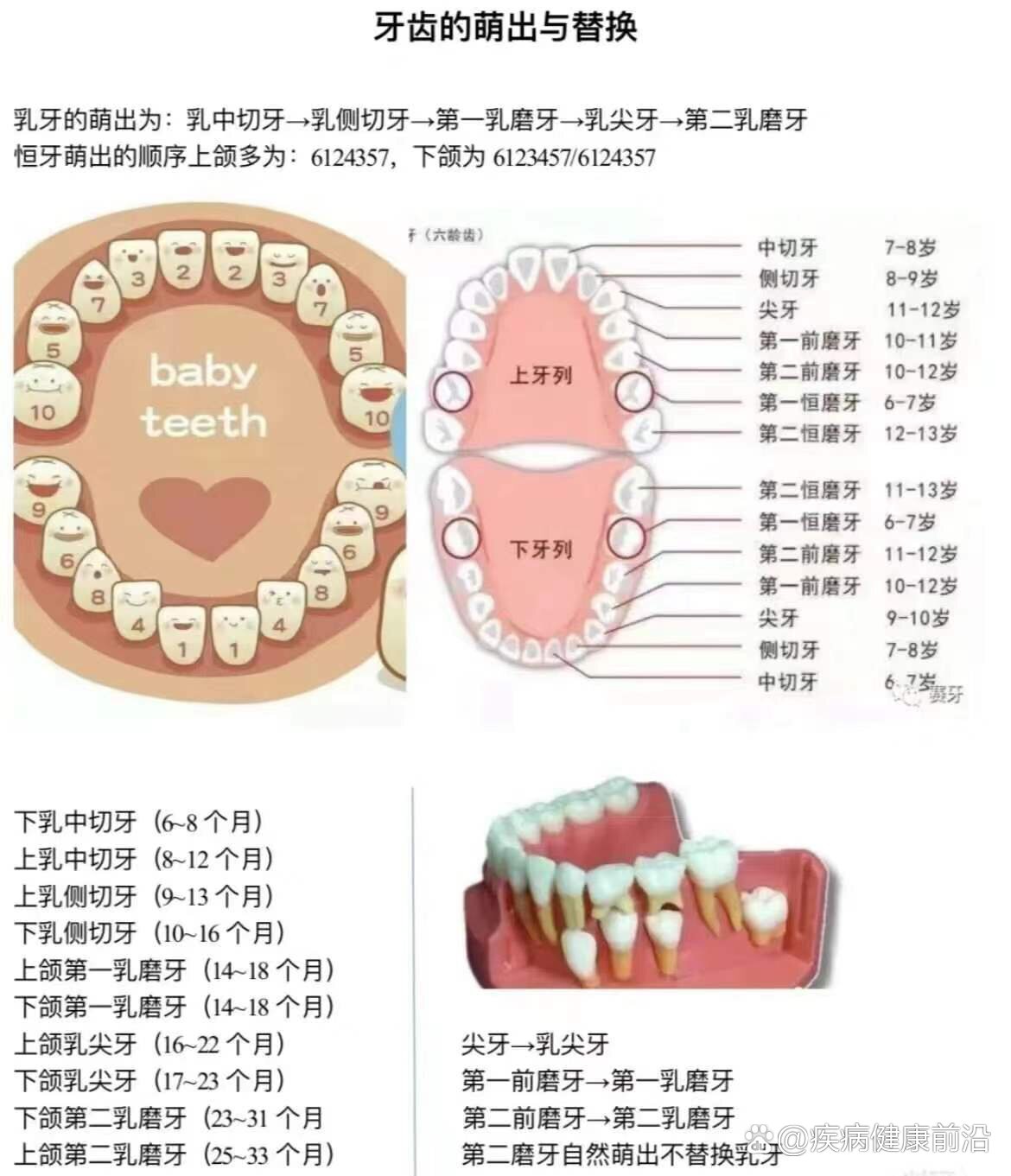 小孩哪些牙齿会换图片