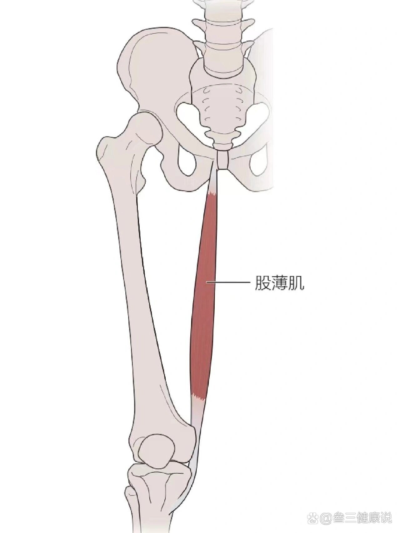 按照一定角度沿着大腿向下延伸至大腿内侧