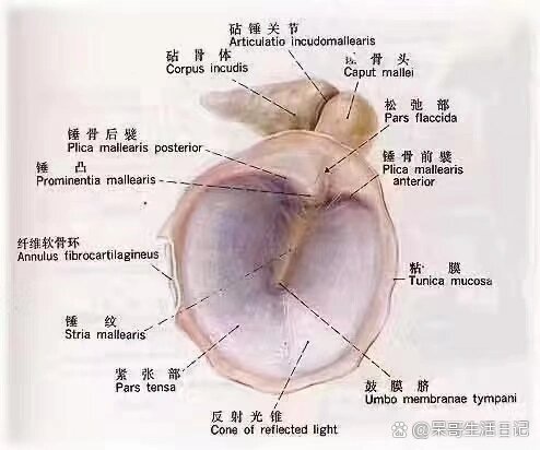 耳膜知识