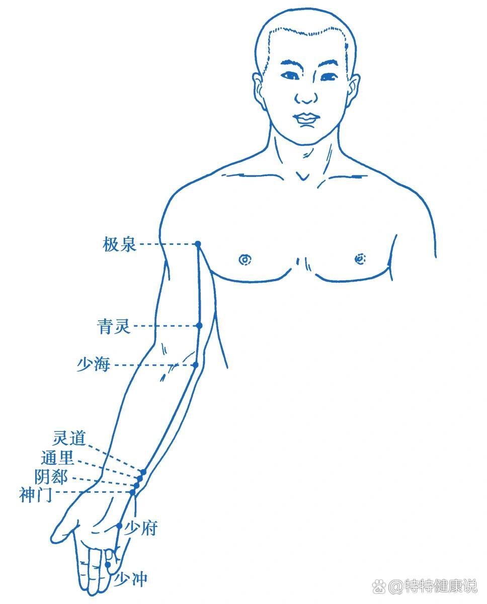 手少阴心经 图解图片