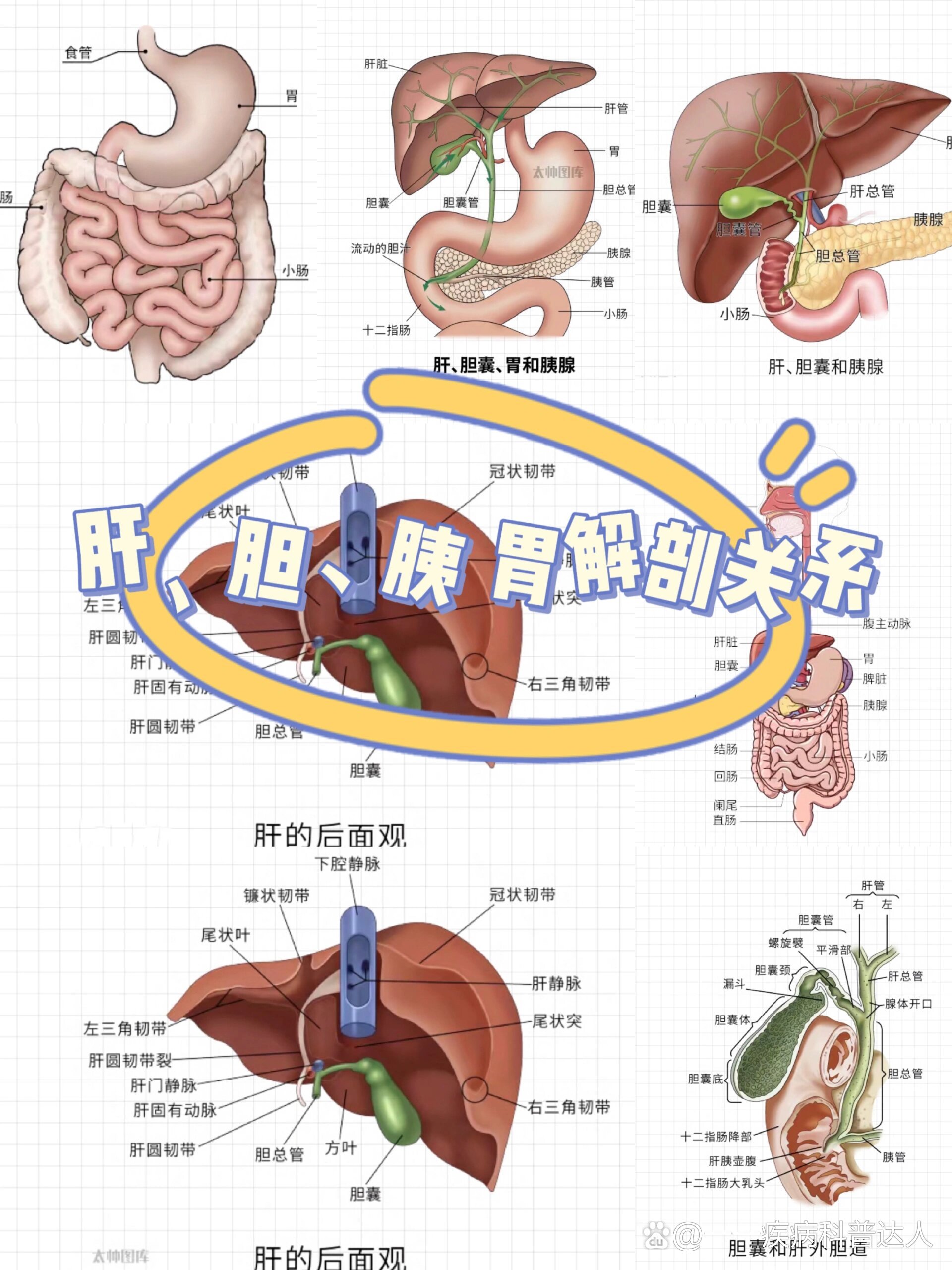 肝 胆囊 胰 胃解剖关系