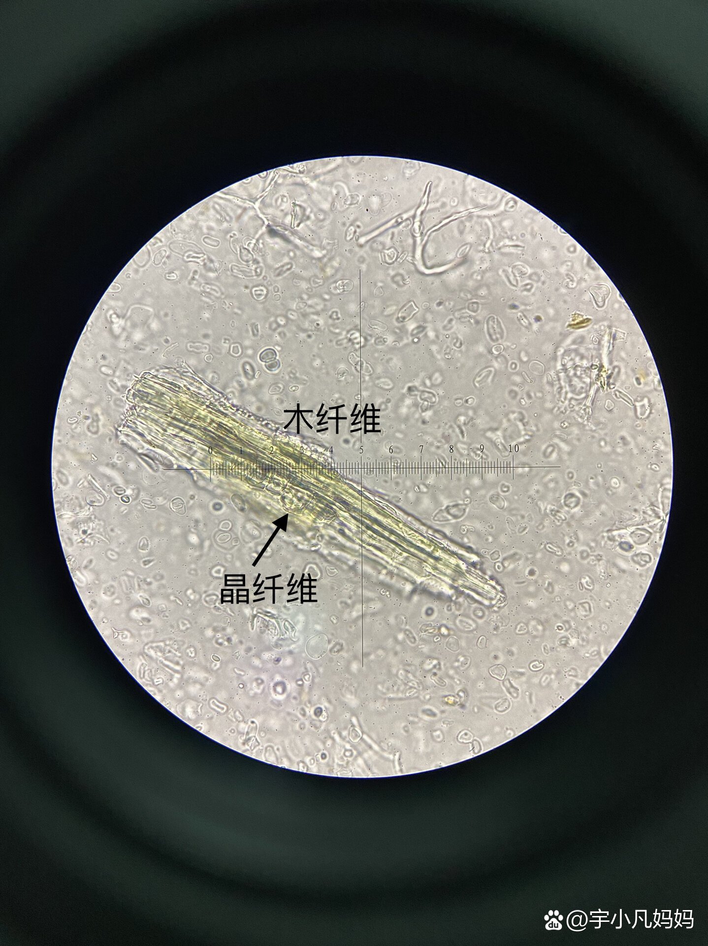 甘草晶纤维手绘图片