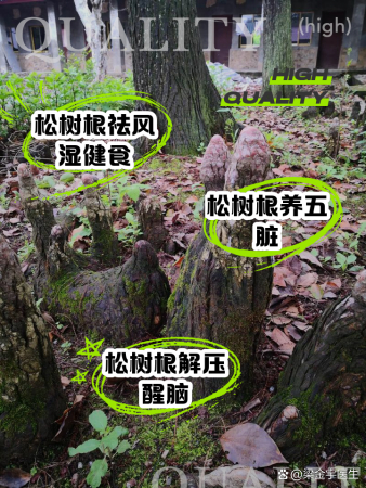 松树根的作用和功效