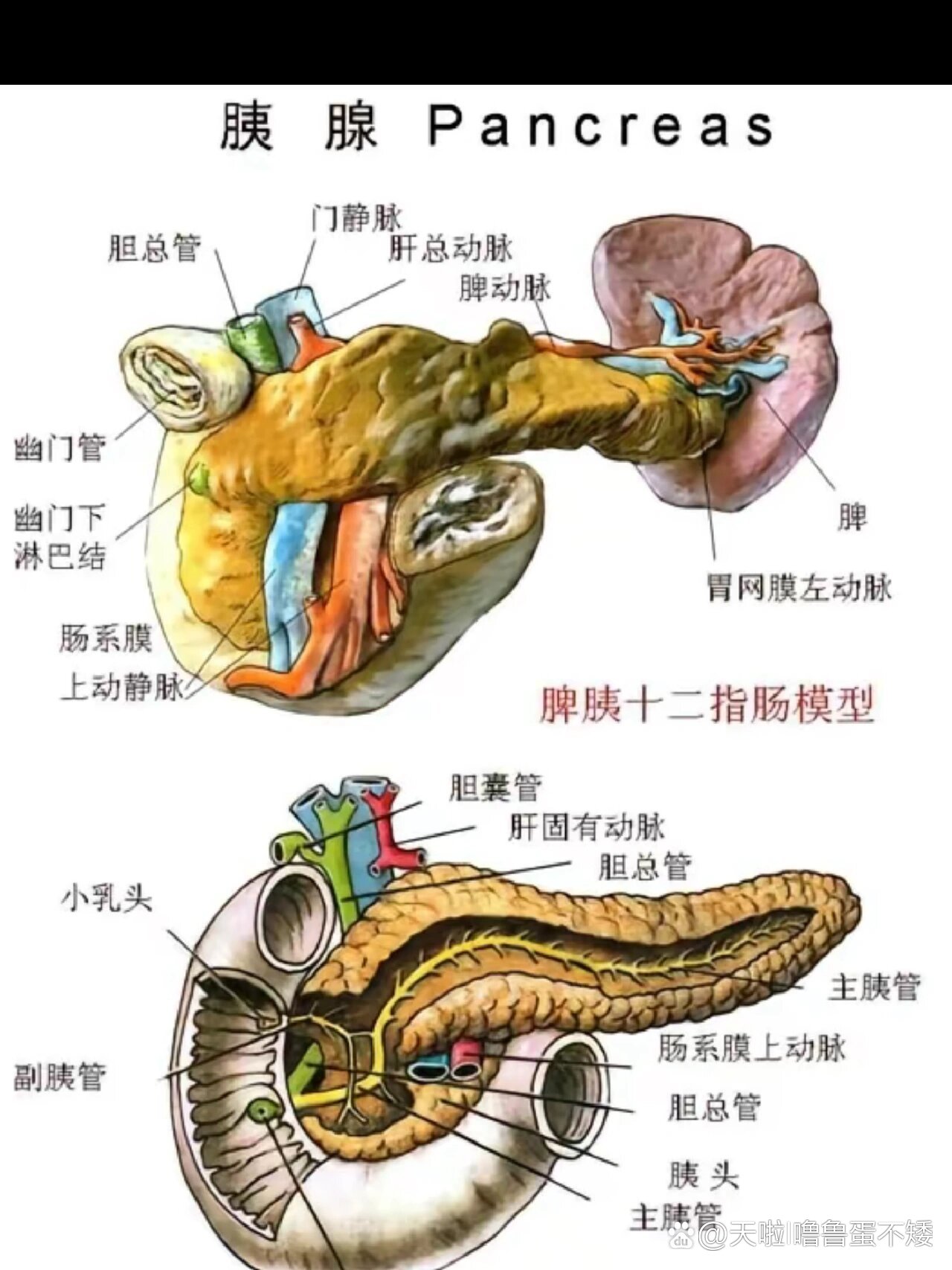 胰腺素描图图片