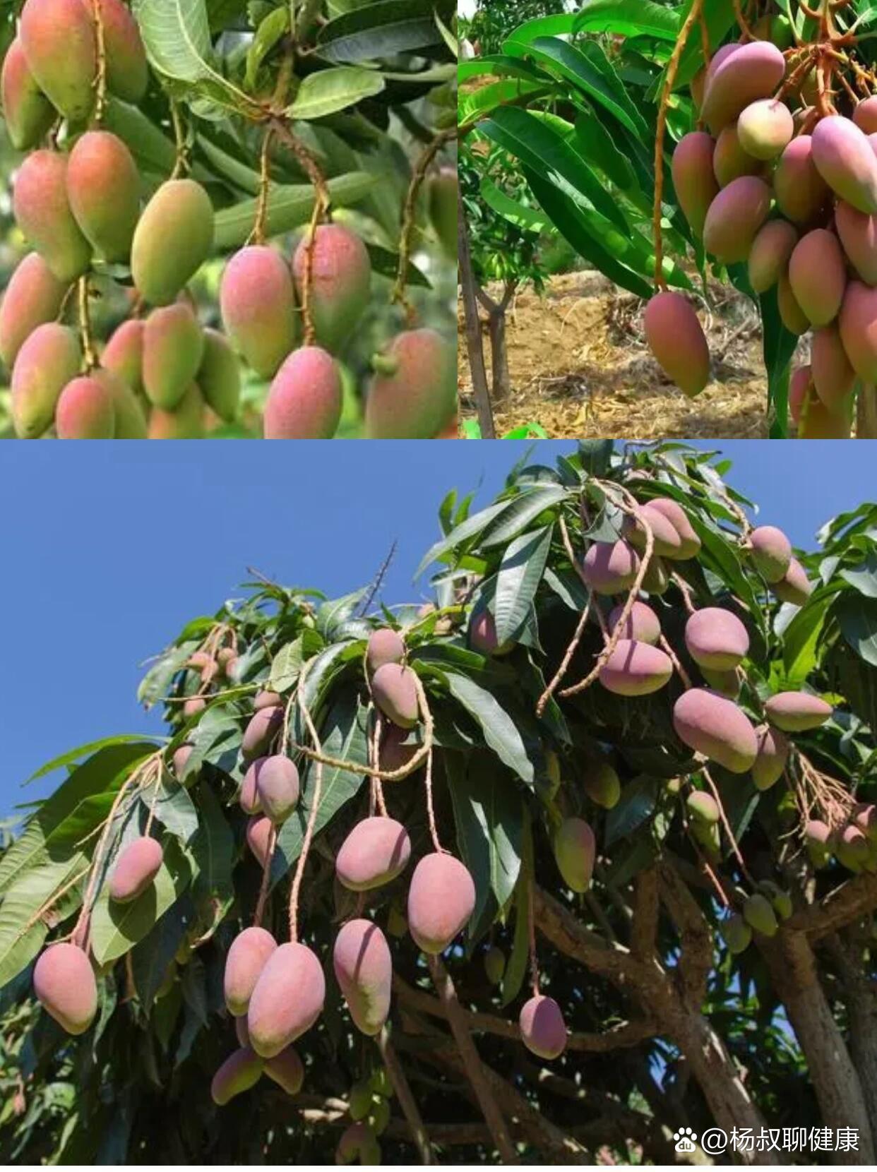 每天认识一种水果|贵妃芒果