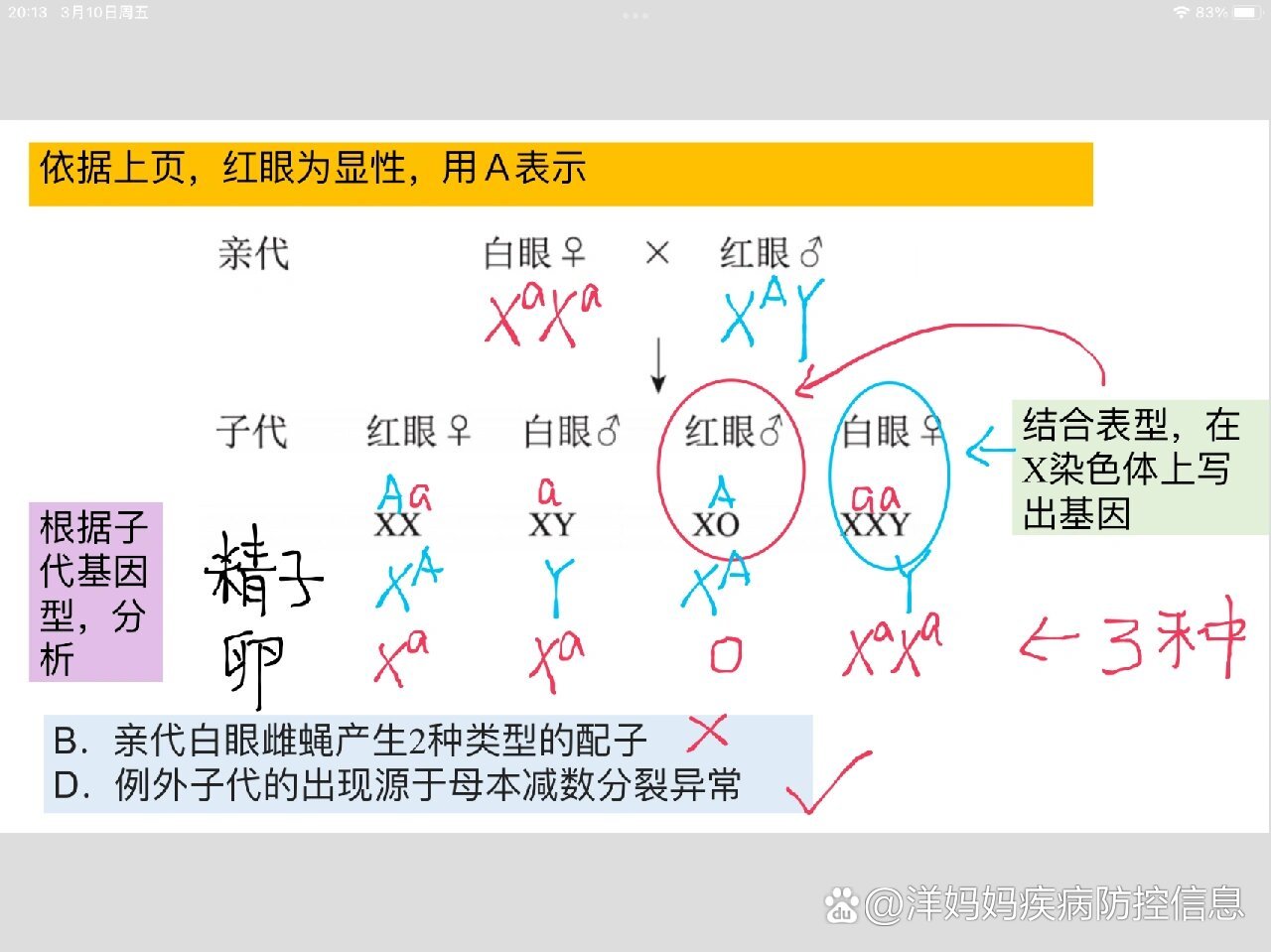 果蝇杂交遗传图解图片