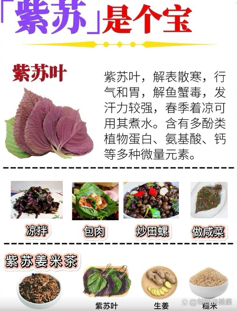  br>紫苏为唇形科植物紫苏属一年生草本植物