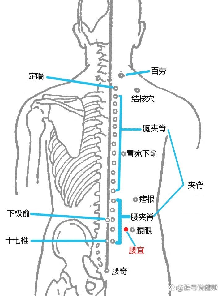 腰的准确位置示意图图片