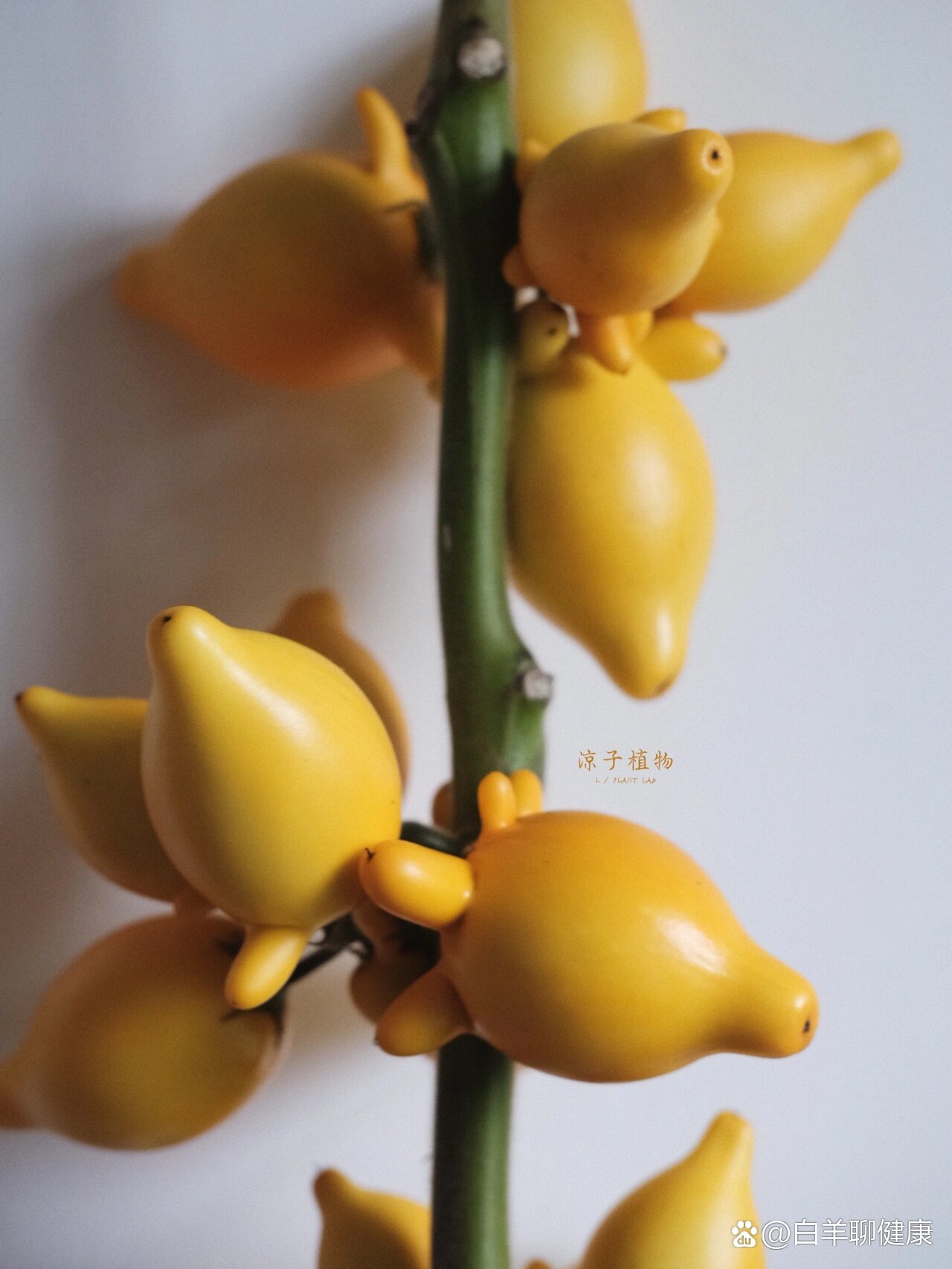 每日植物小知识|五代同堂