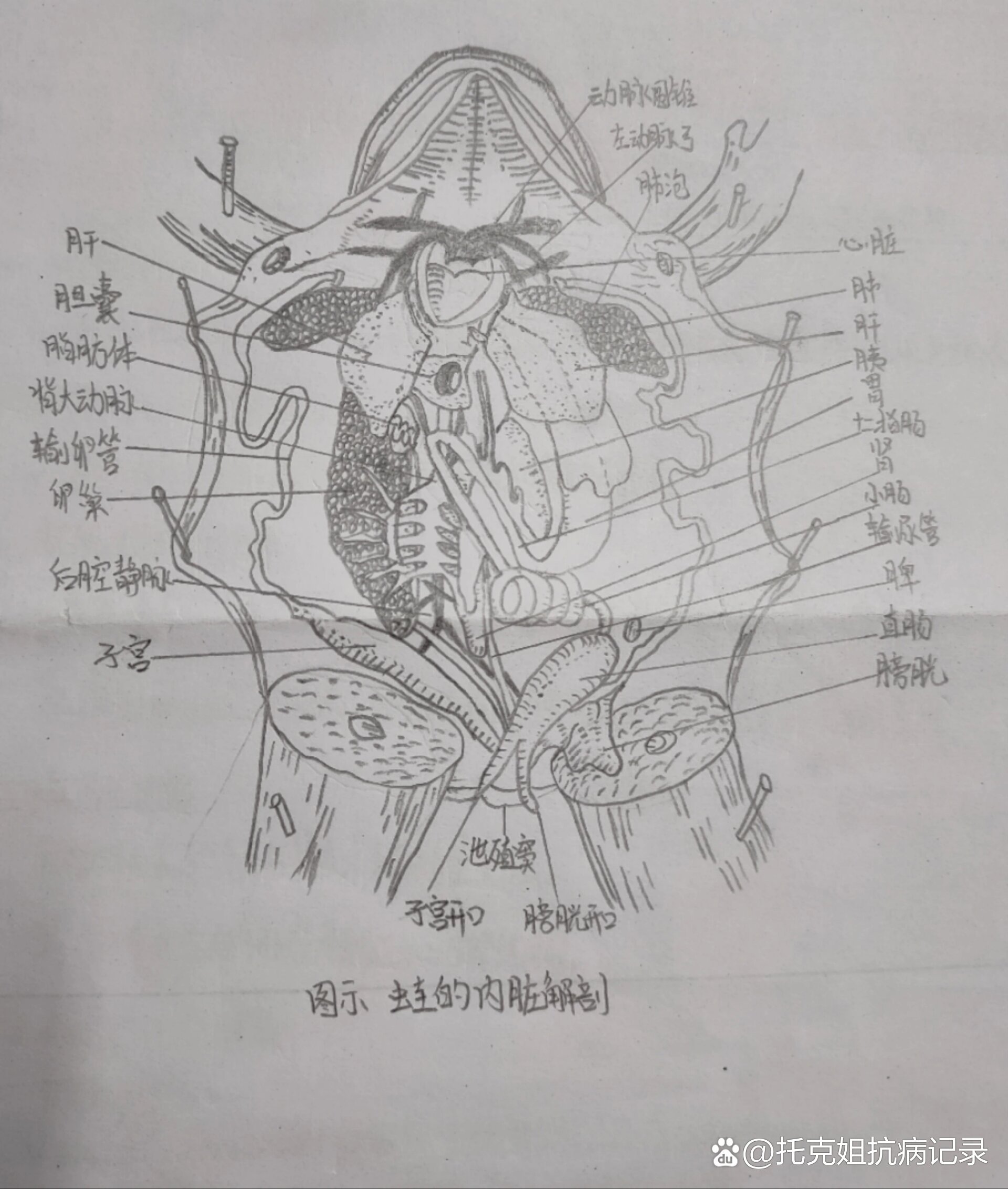 蛙的内脏解剖图