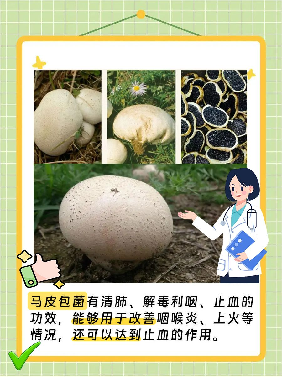 马皮包菌有这些功效和作用,快码住!