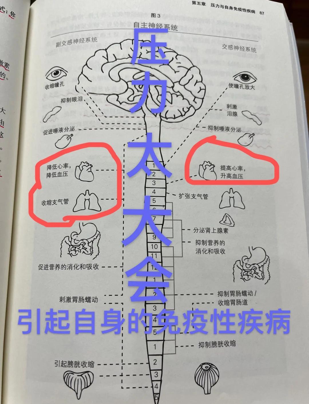 压力与压力：如何应对生理反应