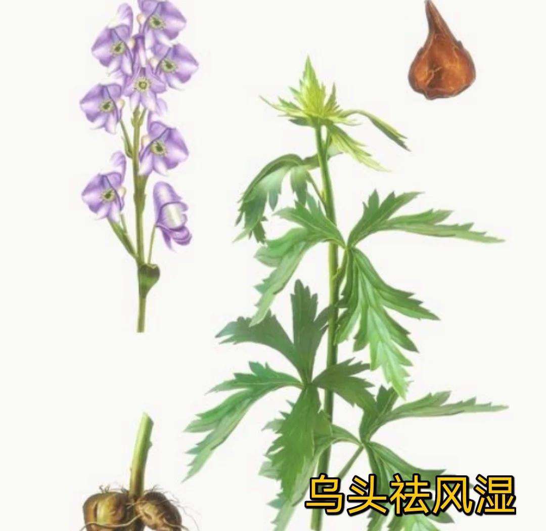 乌头及其中成药过量食用风险大