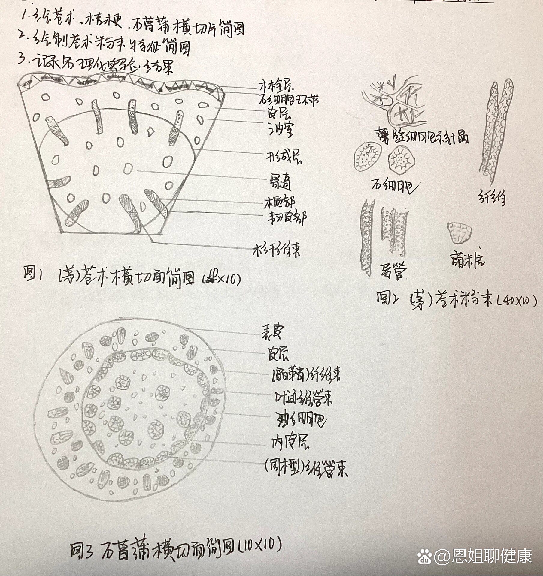 菹草叶横切面结构图图片