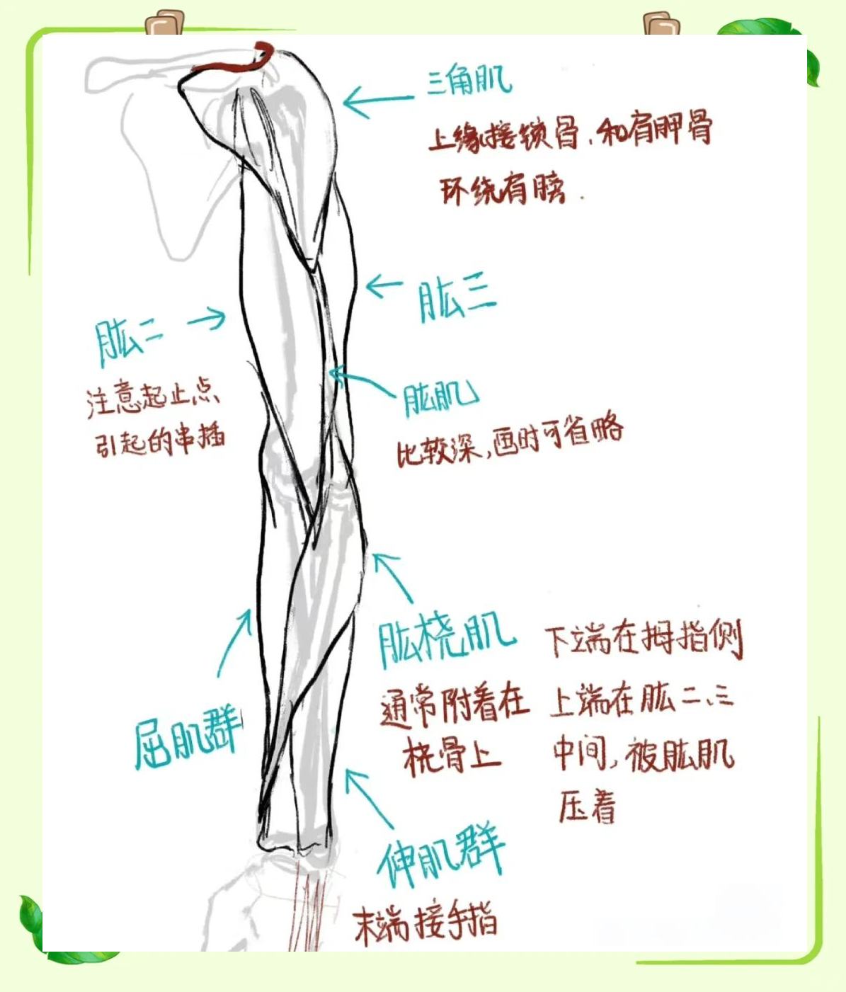 手臂肌肉解剖图解：简单直观的理解方式