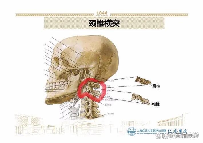 斜方肌前缘中点解剖图图片