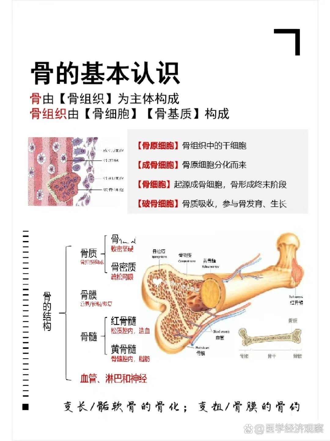 04骨的构造(3)骨髓,霍琨系统解剖
