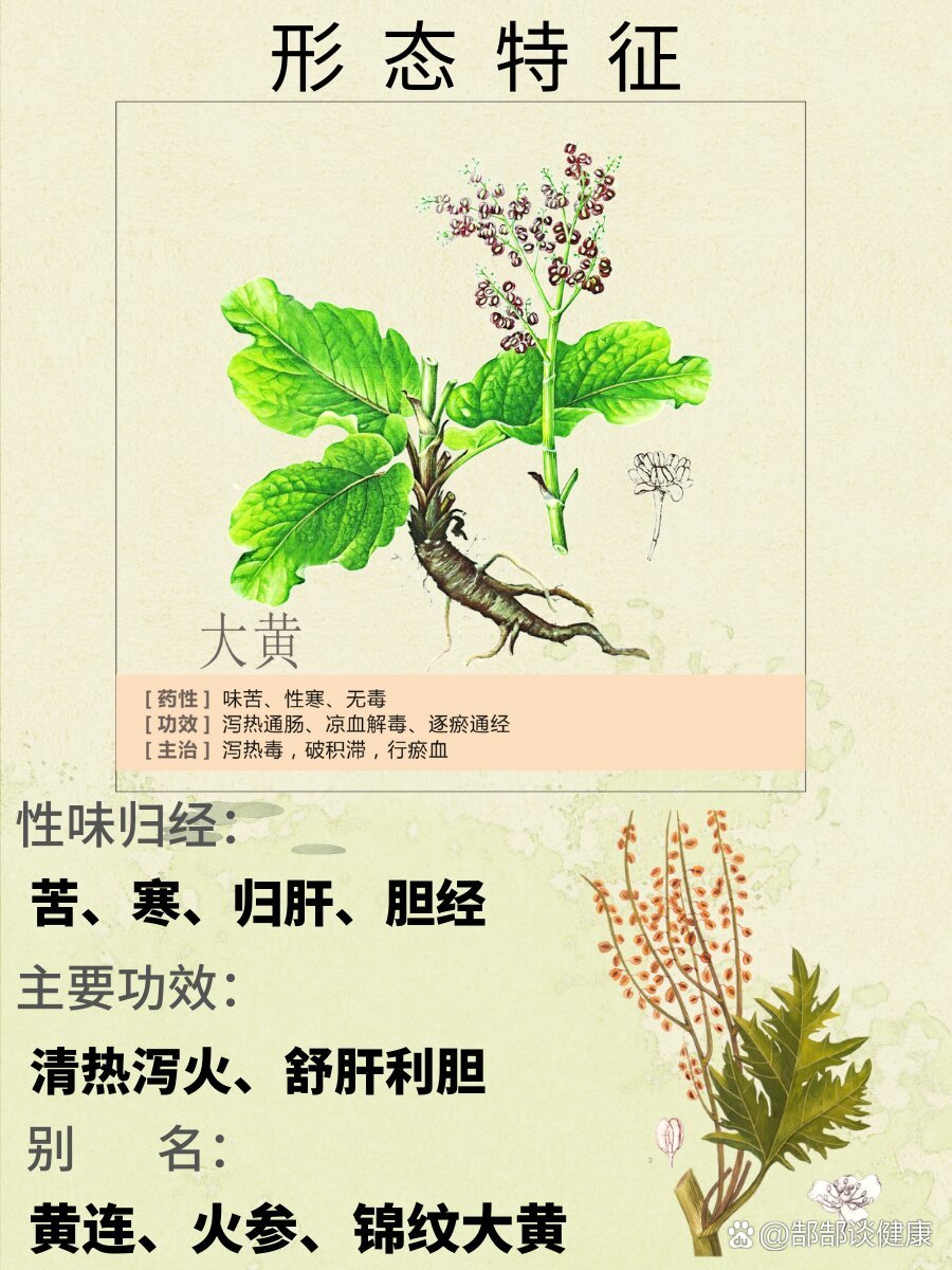 每天了解一味中草yao