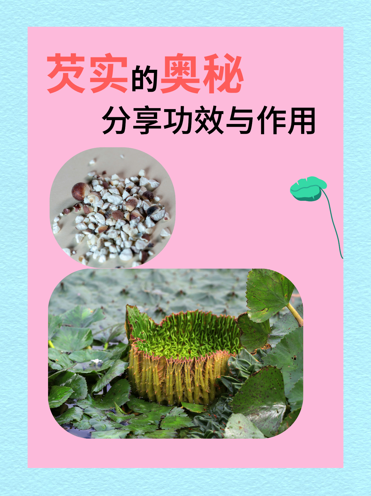 芡实性状图片