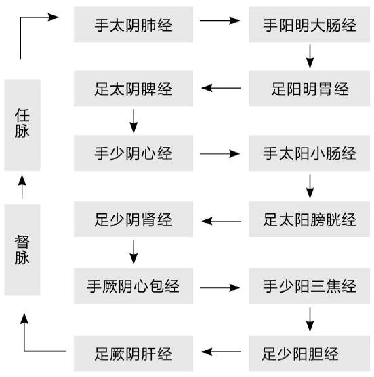 营气来源于水谷,化生于中焦脾胃