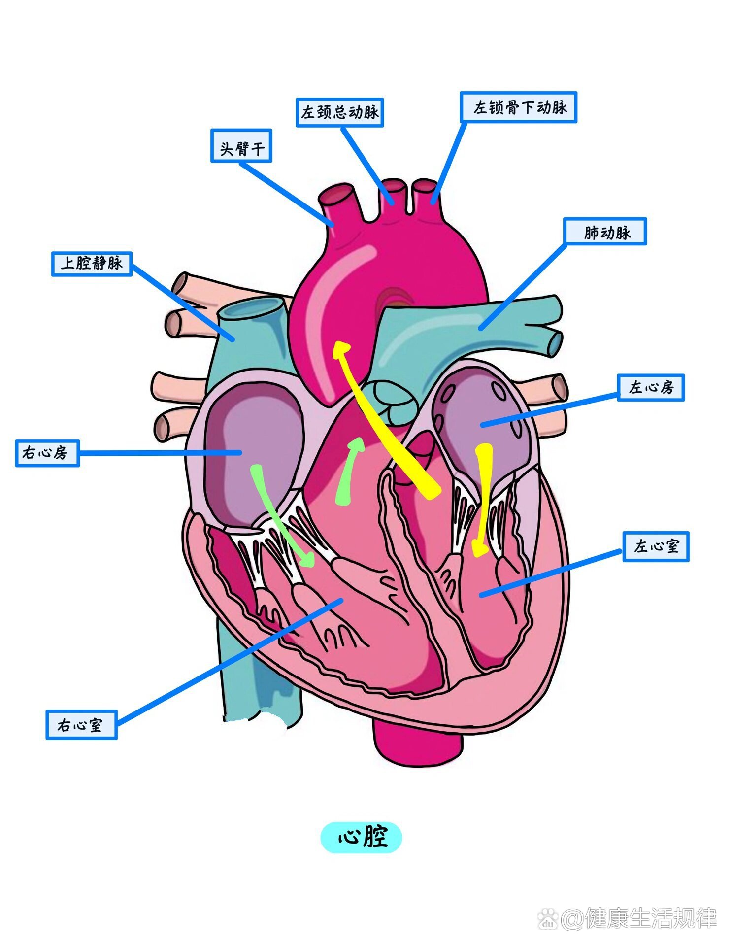右心室解剖结构图图片
