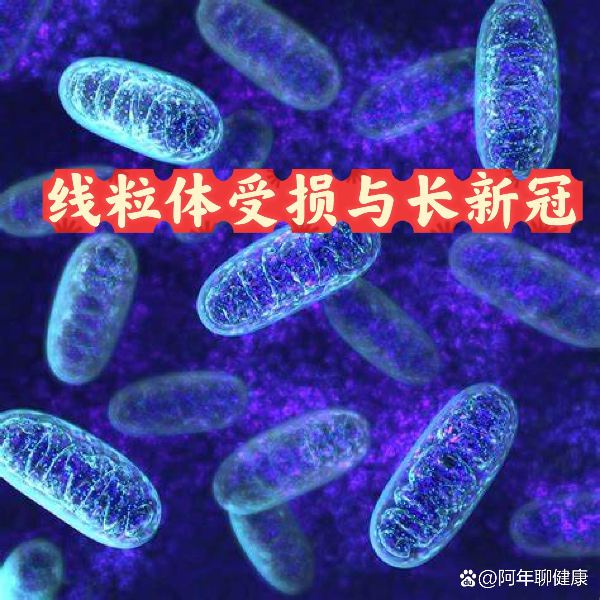 线粒体受损与长新冠