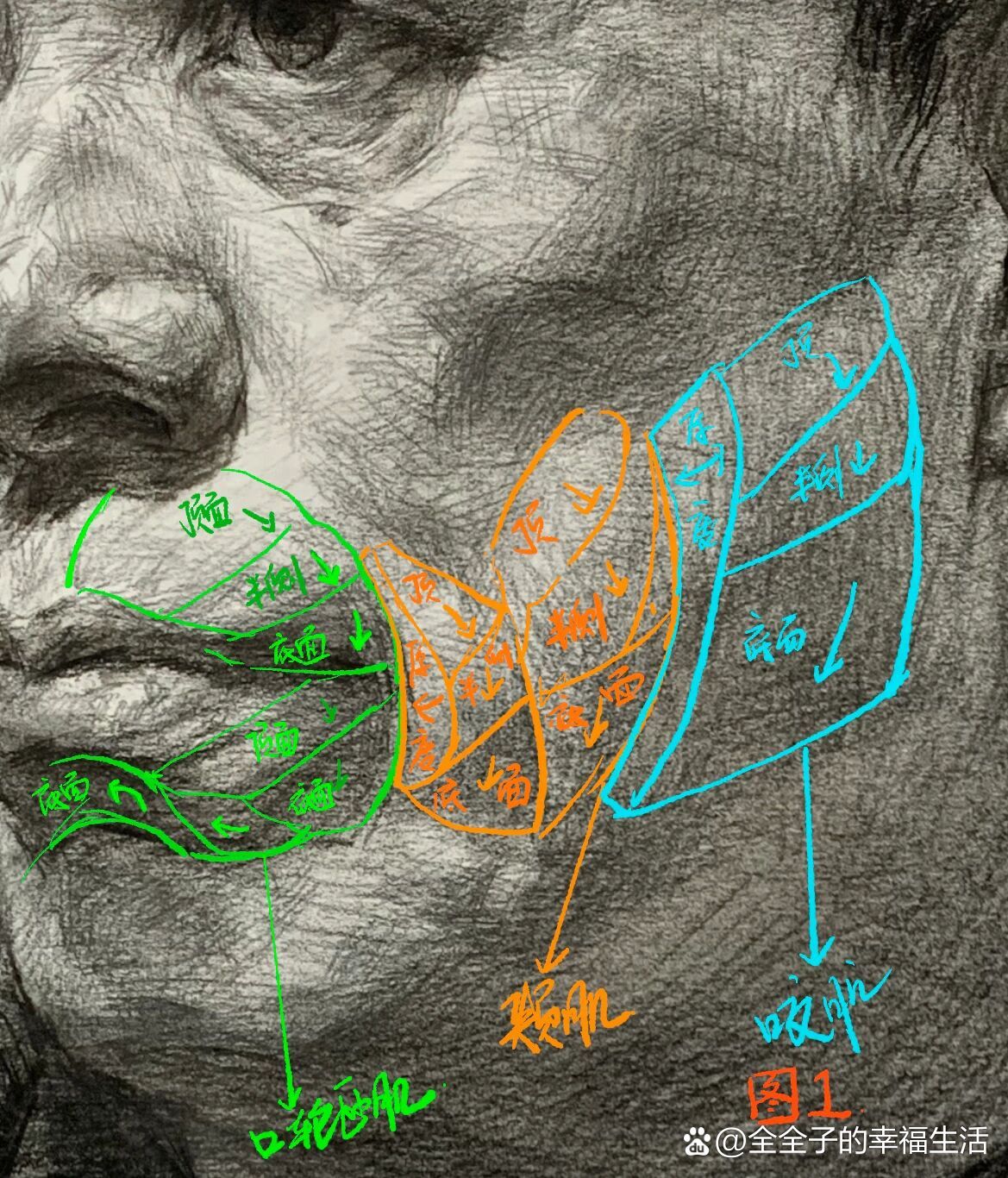 素描头像|如何画好口轮匝肌,颊肌,咬肌?