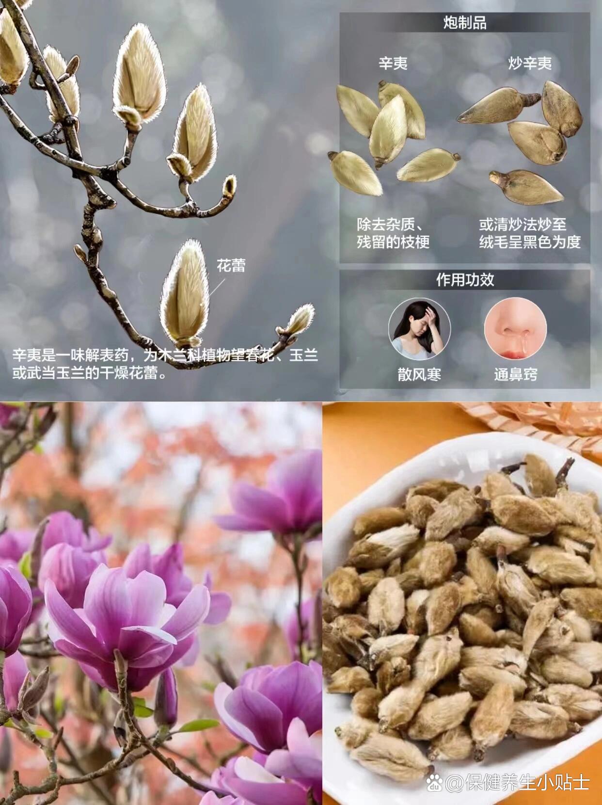 每天认识一味中草药