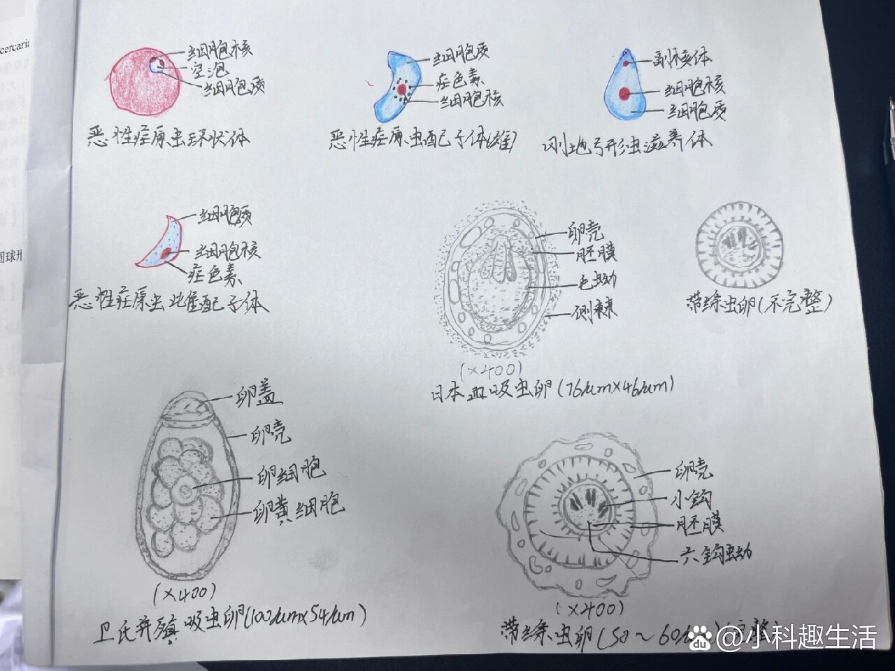 犬弓首蛔虫虫卵手绘图图片