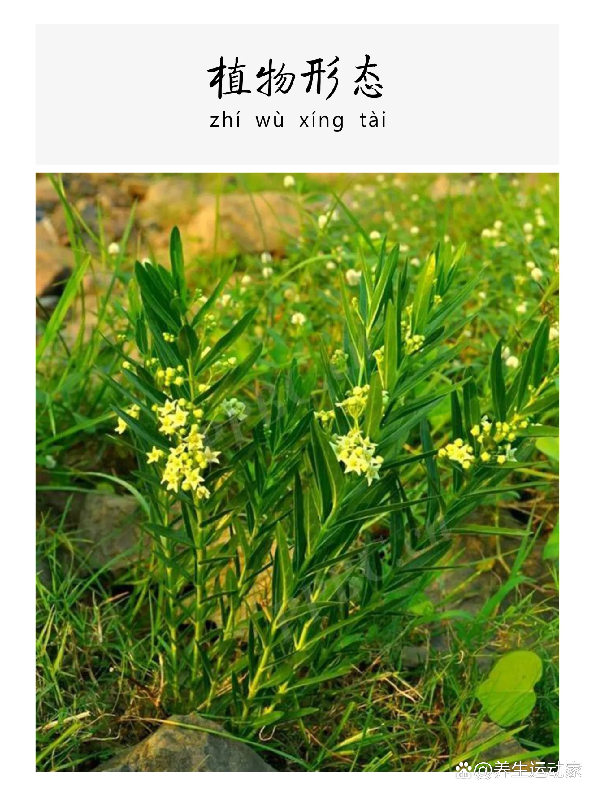  p>每天认识一味中草药-白前92-下痰止咳 br>