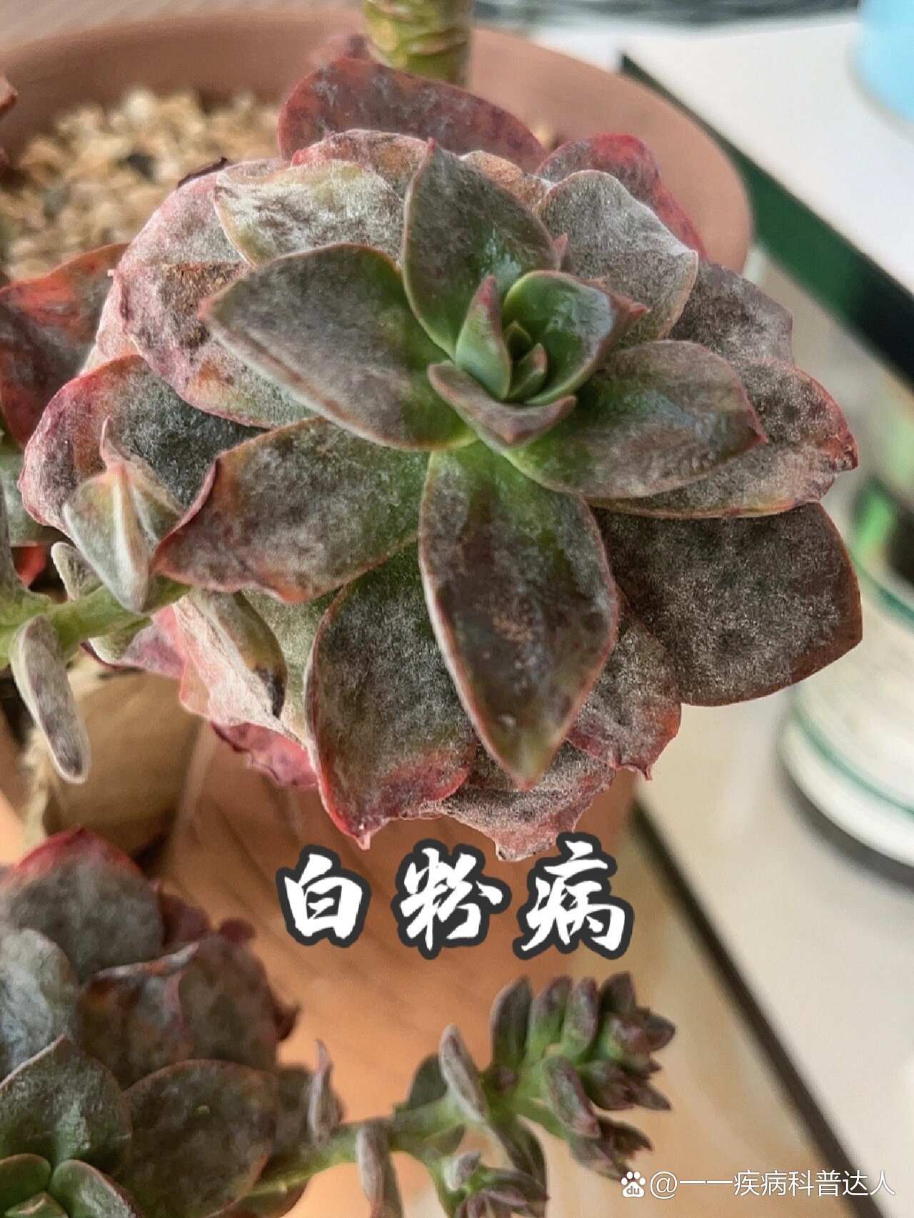 多肉植物生病图片大全图片