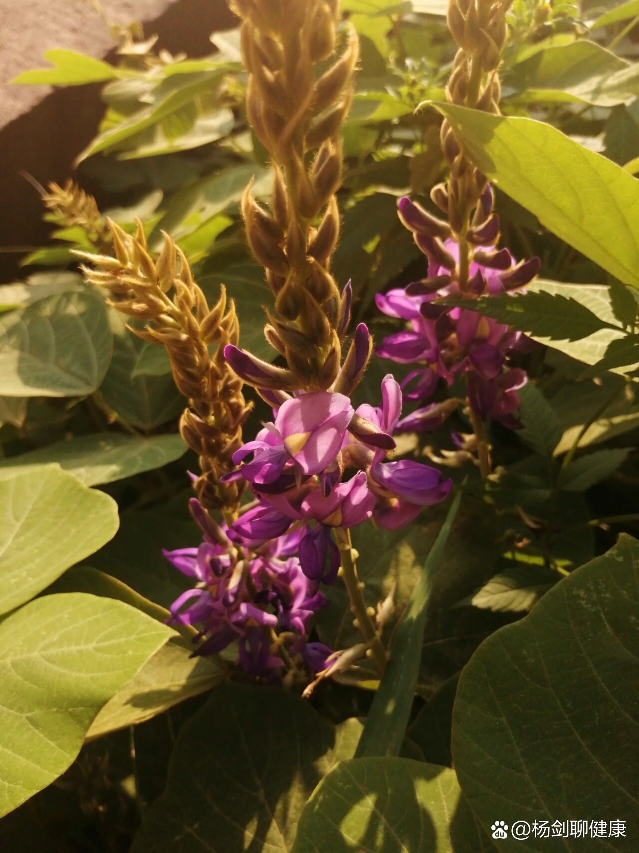药食同源植物葛藤(葛根)