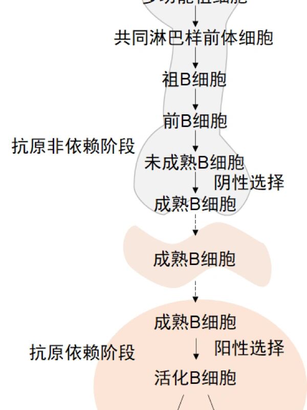 b细胞发育笔记