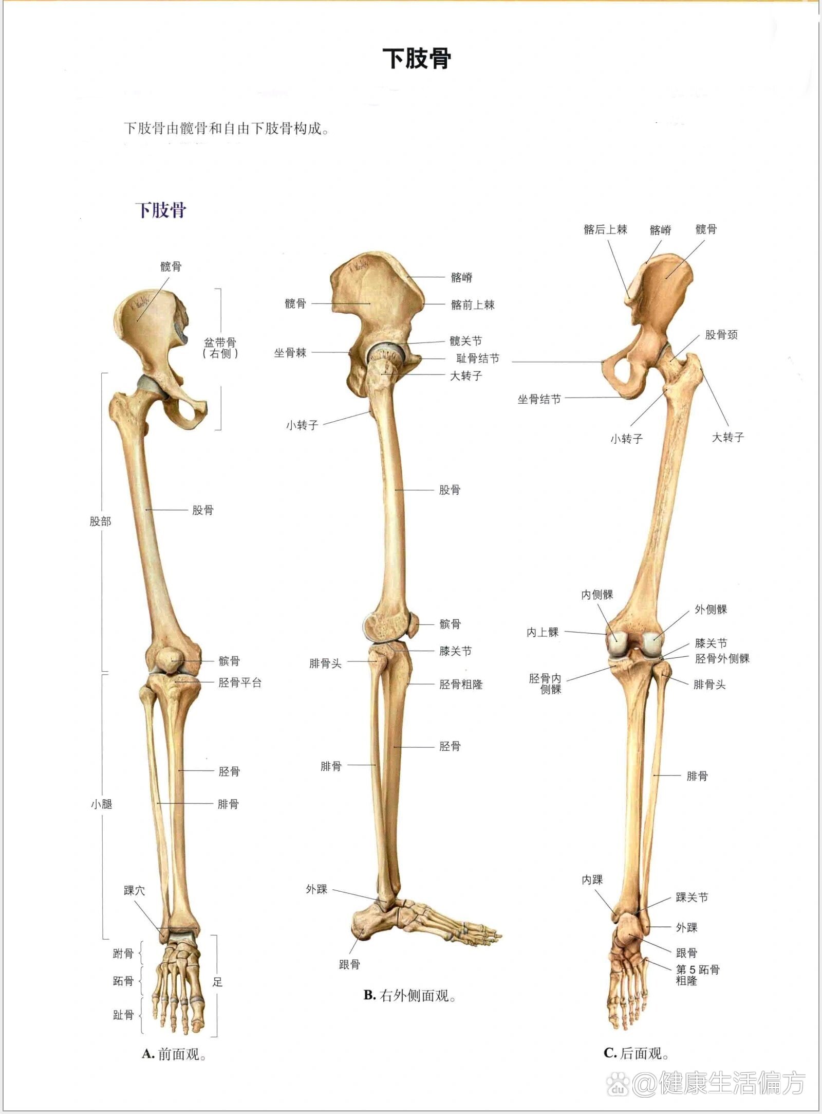 解剖笔记---下肢骨概览