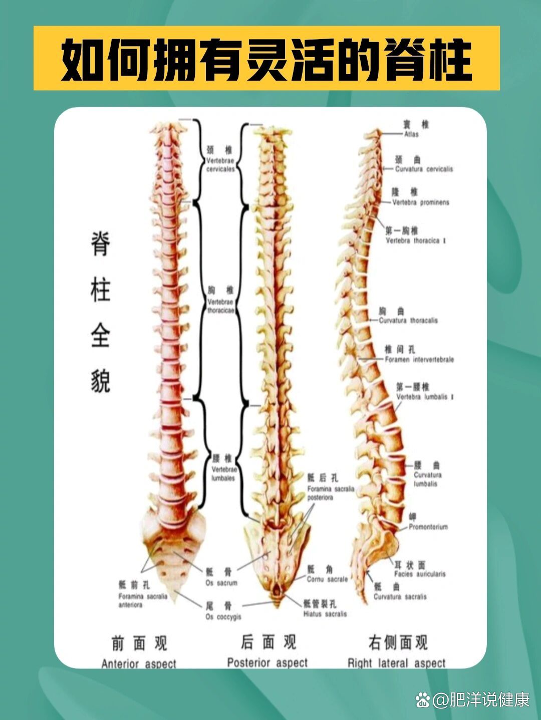 人体脊柱有多少块图片